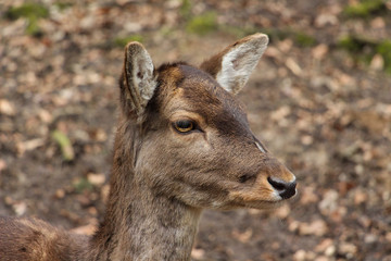 Reh in der Wildnis