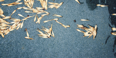 Tree seeds on the wet granite pathway. Aged photo. Close up. Grey stone surface and fallen yellow seeds. Closeup of fallen seed of a Ash tree on the paving stones of a street in springtime.