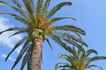 Naklejka premium Palmen vor blauem Himmel