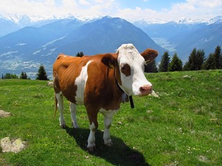 Fototapeta na wymiar Cow in green field with mountain backdrop 