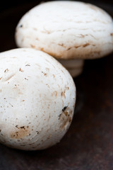 Champignon mushrooms