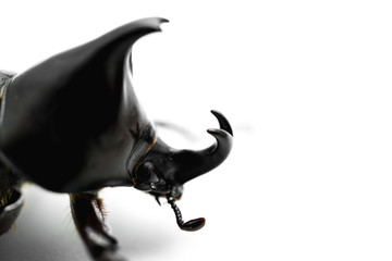 Naklejka premium Male Rhinoceros beetle