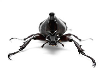 Male Rhinoceros beetle