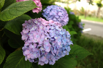 あじさい,