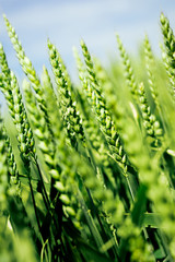 Fototapeta na wymiar Green wheat in the field