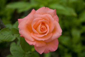 Pink rose