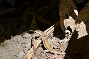 lizard in the sun