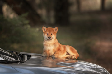 Beautiful Young Red Shiba Inu Puppy Dog