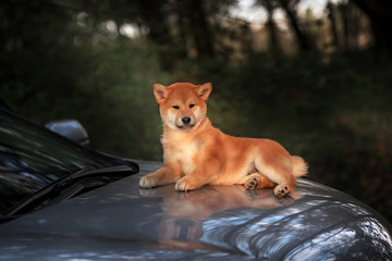 Beautiful Young Red Shiba Inu Puppy Dog