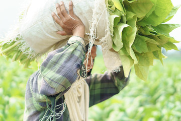 Farmer harvest tobacco