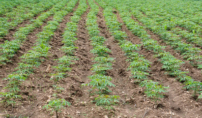 field of cassava aged around 1 month after planting