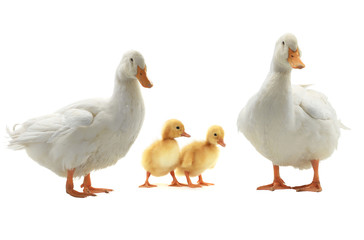  Two  duck