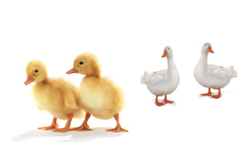 duck