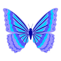 Butterfly isolated on white