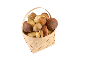 Set of images with mushrooms on white background