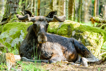 Fototapeta premium Moose (Alces alces), here a bull with new and fresh antlers growing under the velvet, is resting in front of a granite boulder in the forest.