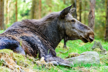 Moose (Alces alces), here a cow seen from the side, is resting on the forest floor.