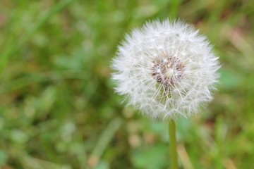 dandelion,pollen and allergy