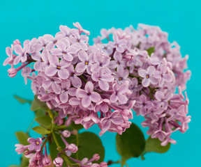 lilac flowers on a blue background