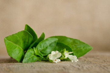 Sprig of fragrant spicy  basil on the wooden table