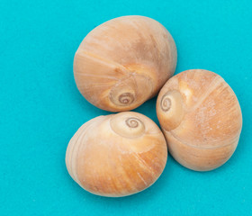brown shells on a blue background