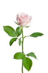 Obraz premium beautiful pink rose isolated on white background
