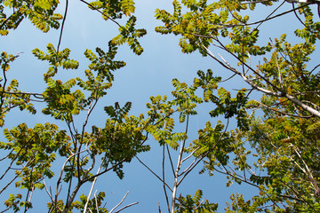 trees against the sky
