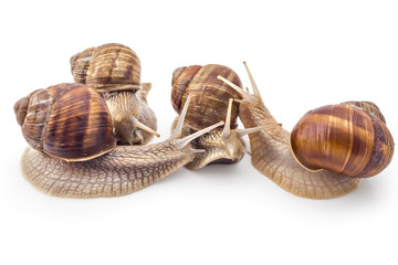 Four garden snails (Helix aspersa) isolated on white background. Teamwork concept