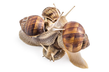 Four garden snails (Helix aspersa) isolated on white background. Teamwork concept