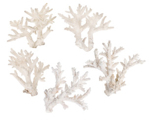 Fototapeta premium set of five light coral branches on white