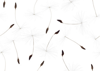 seamless background from light dandelion seeds