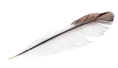 light isolated straight feather with brown edge