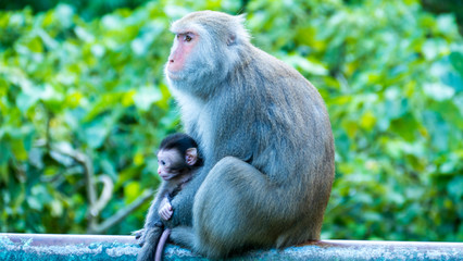 Funny monkeys A funny monkey lives in a natural forest of Taiwan