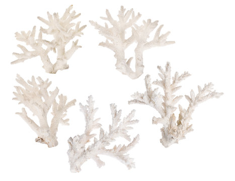 set of five light coral branches on white