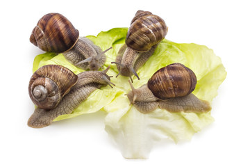 Four garden snails (Helix aspersa) on fresh lettuce leaf isolated on white background. Teamwork concept