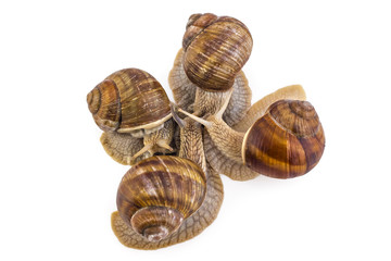 Four garden snails (Helix aspersa) isolated on white background. Teamwork concept