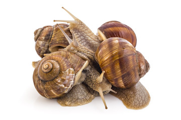 Four garden snails (Helix aspersa) isolated on white background. Teamwork concept