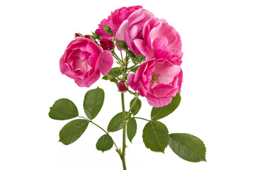Naklejka premium Bunch of pink wild rose flowers isolated on white 