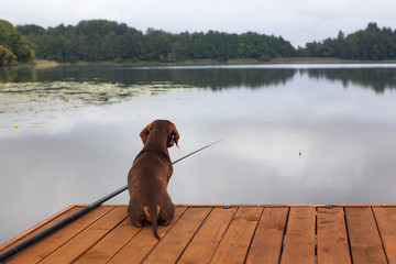 Коричневая такса на рыбалке