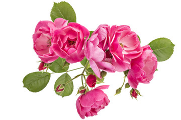 Flowering branch of pink wild rose flowers isolated on white  - obrazy, fototapety, plakaty