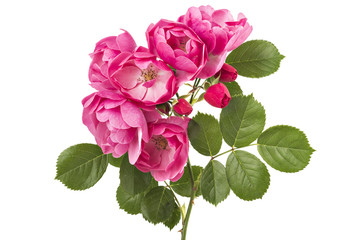 Obraz premium Gałąź kwitnąca różowe kwiaty dzikiej róży na białym tle
