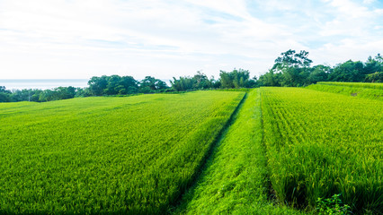 Naklejka premium Close up of green paddy rice. Green ear of rice in paddy rice fi