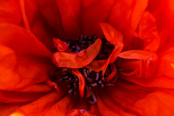 nature abstract background of macro shot of red poppy - obrazy, fototapety, plakaty
