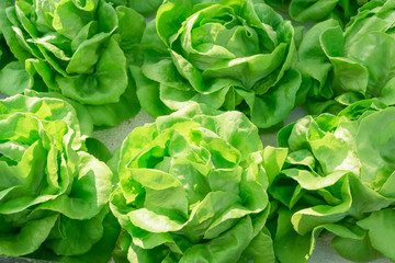 Fototapeta na wymiar Organic fresh lettuces in hydroponic farm. Vegetables in hydroponic farm.