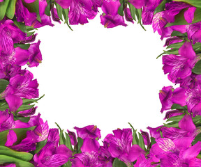 frame from pink garden flowers on white