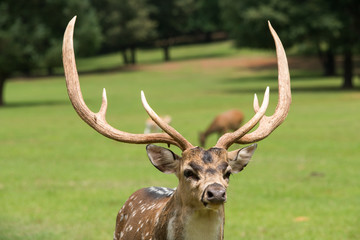 Naklejka premium Axis deer