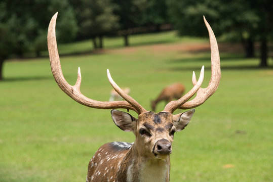 Fototapeta Axis deer