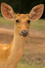 Barasingha