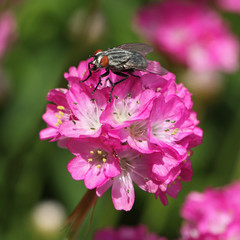Mouche sur une fleur d'Ameria maritima