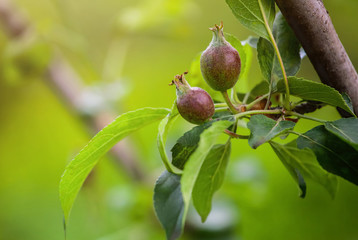 Young fruit after flowering apple hanging on a tree in the garde